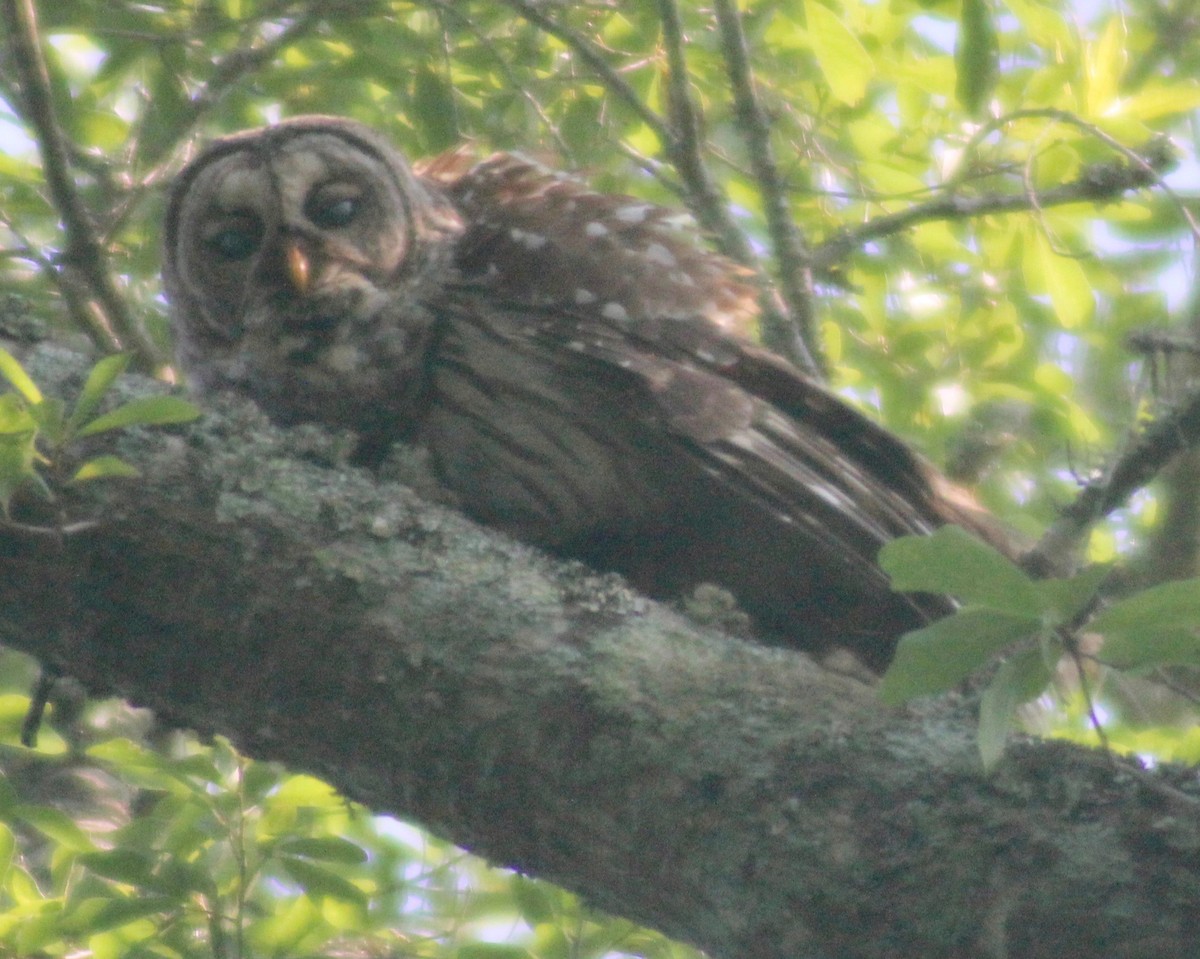 Barred Owl - ML579827951