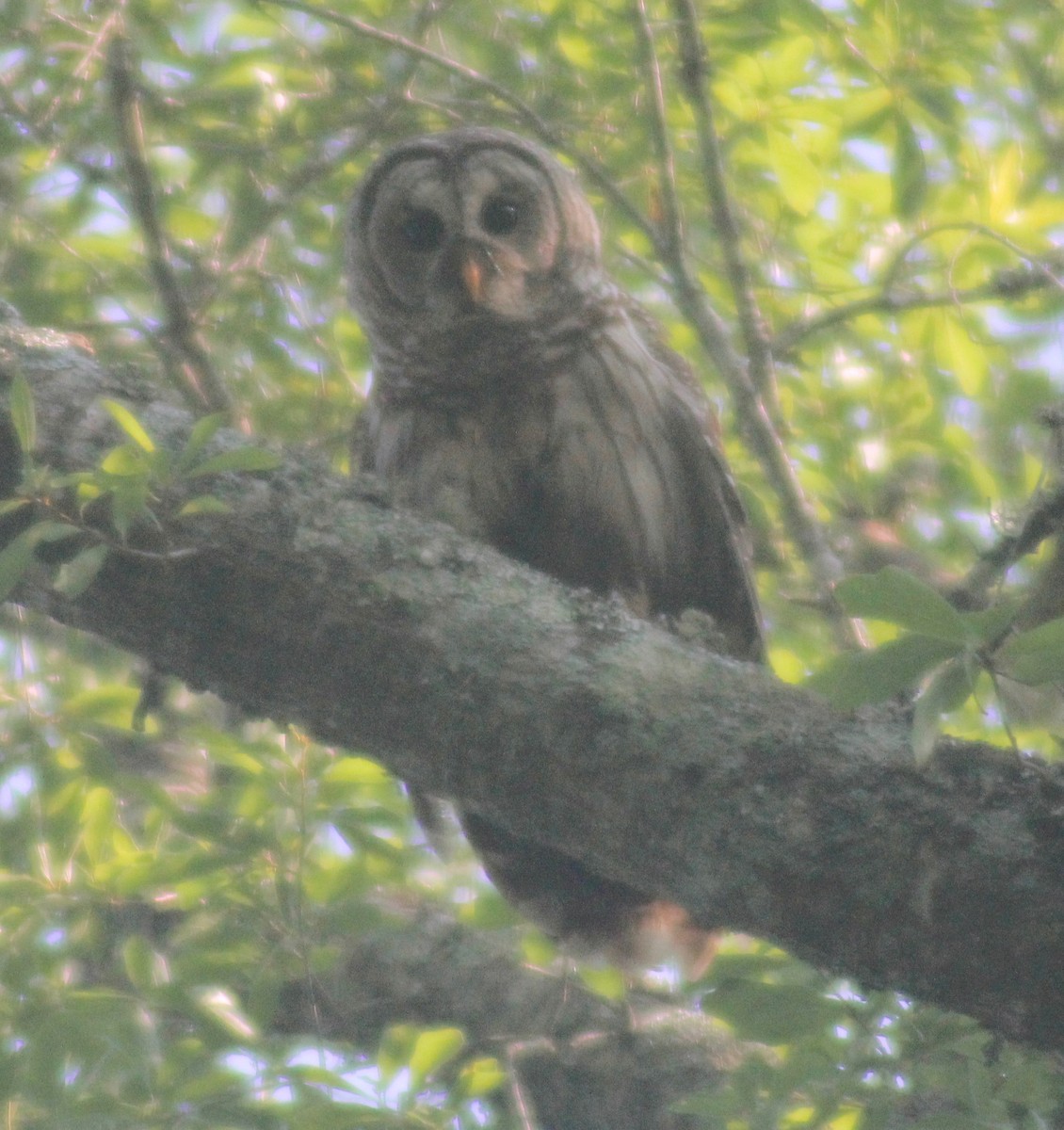 Barred Owl - ML579827961