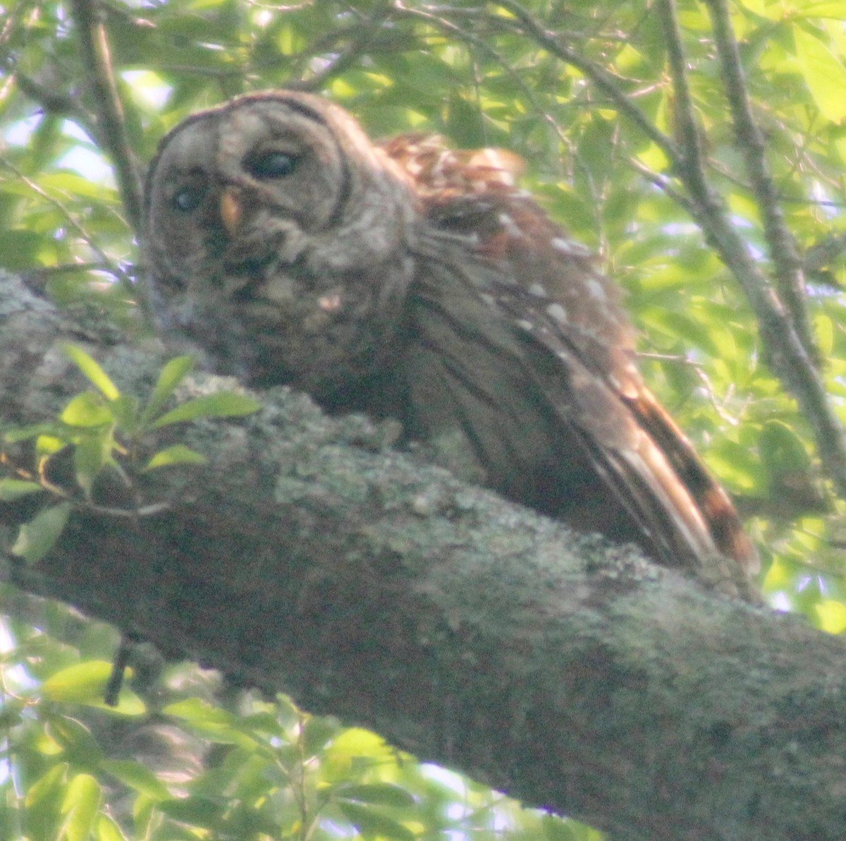 Barred Owl - ML579827971