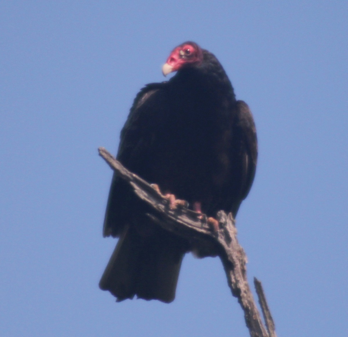 Turkey Vulture - ML579828021