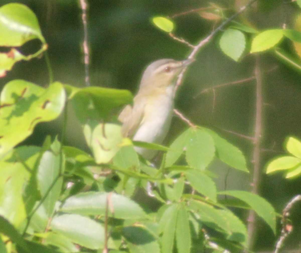 Red-eyed Vireo - ML579828061