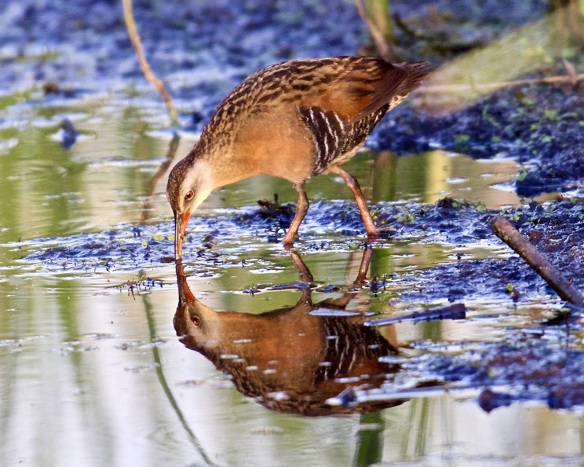 Virginia Rail - Jack & Holly Bartholmai