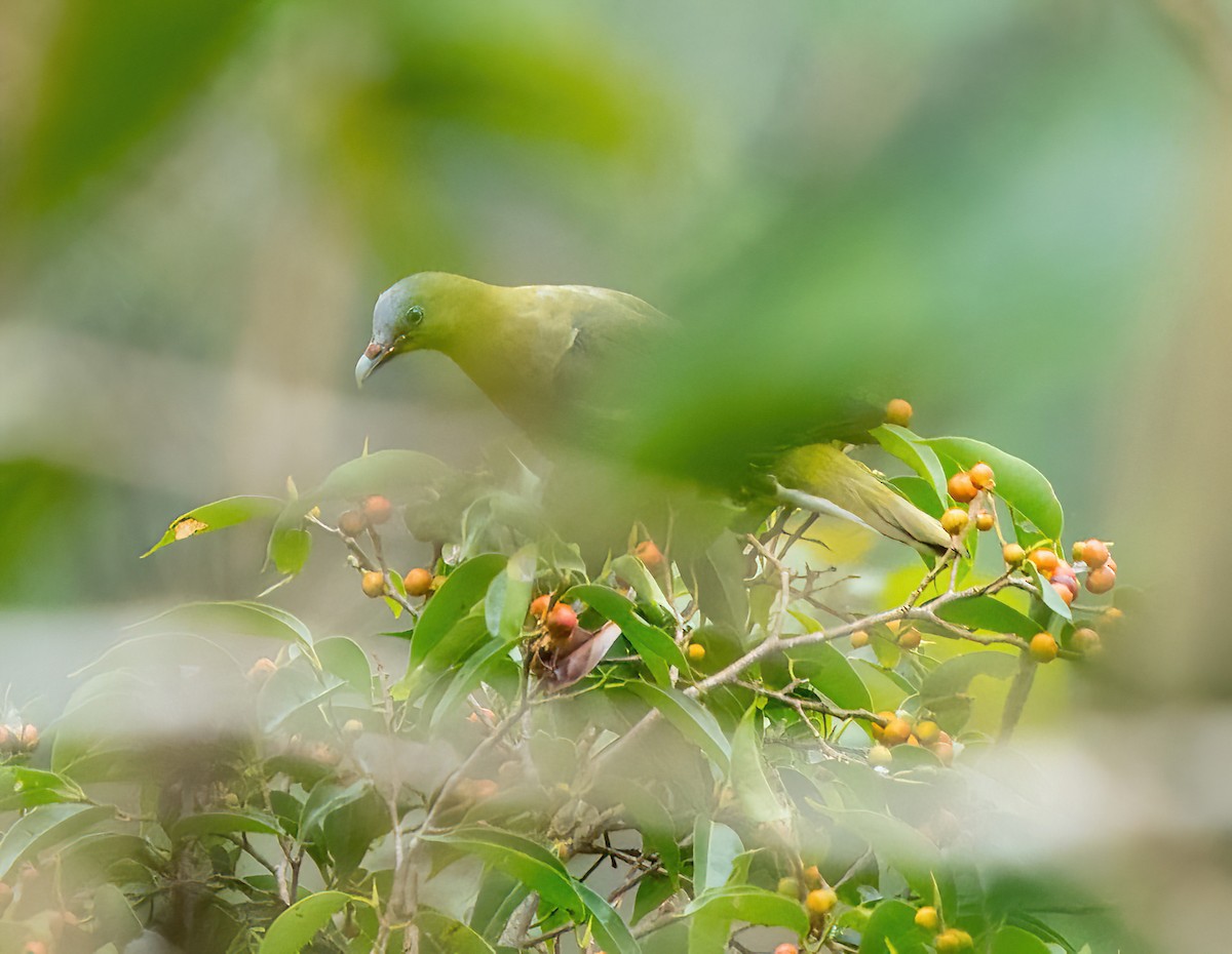 Филиппинский зеленый голубь - ML579830101