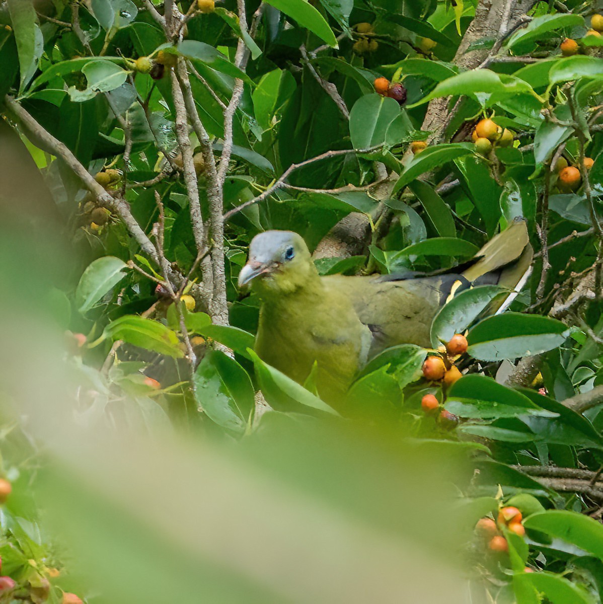 Philippine Green-Pigeon - ML579830111