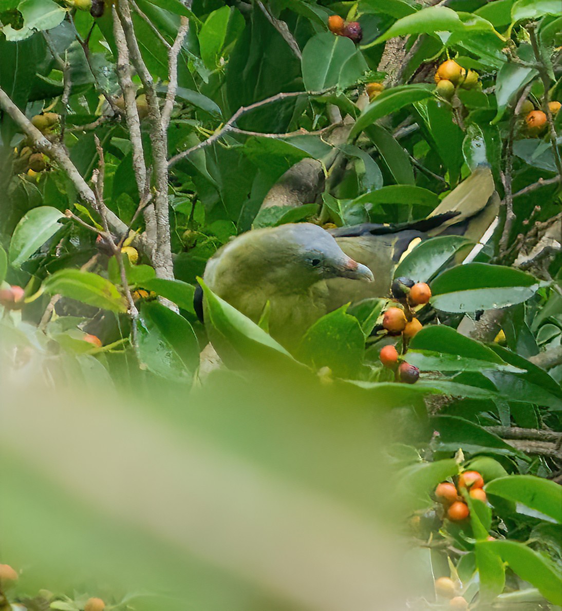 Филиппинский зеленый голубь - ML579830121