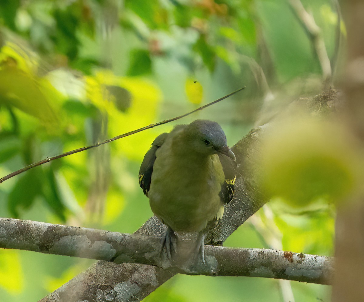 Philippine Green-Pigeon - ML579830151