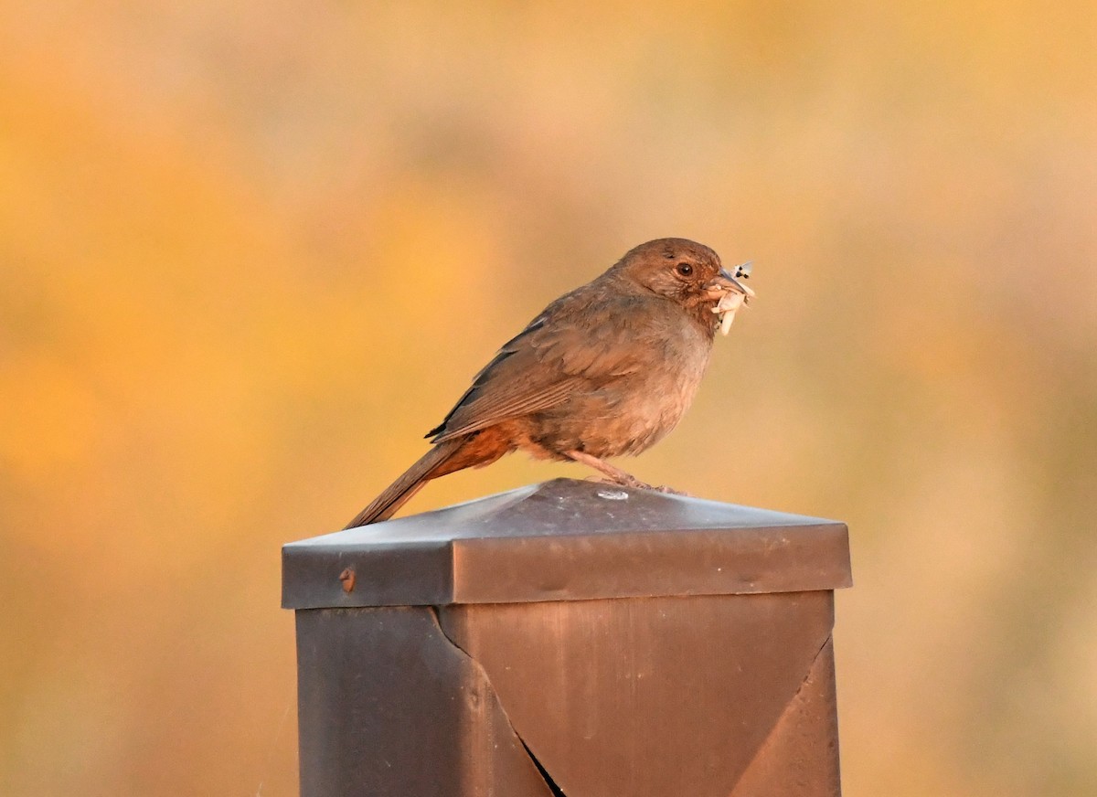 California Towhee - ML579831311