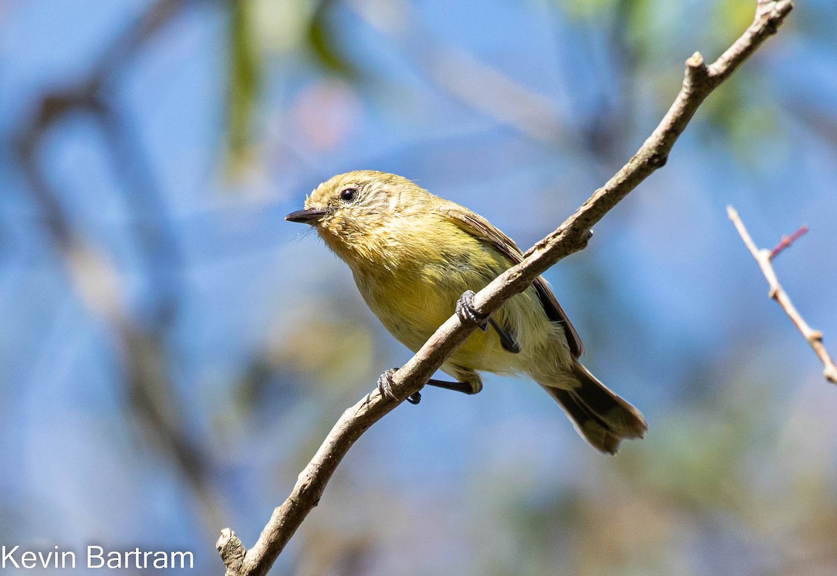 Yellow Thornbill - Kevin Bartram