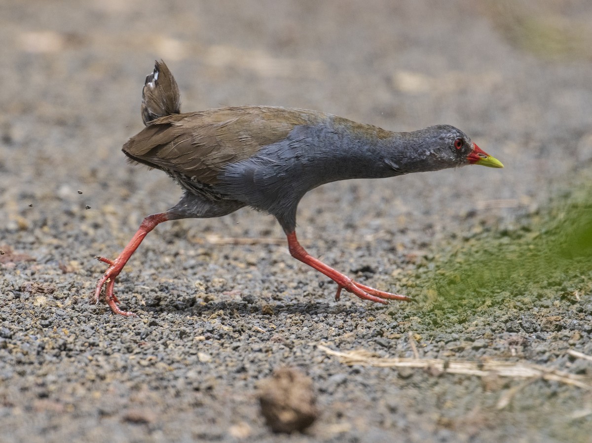 Paint-billed Crake - ML579831681