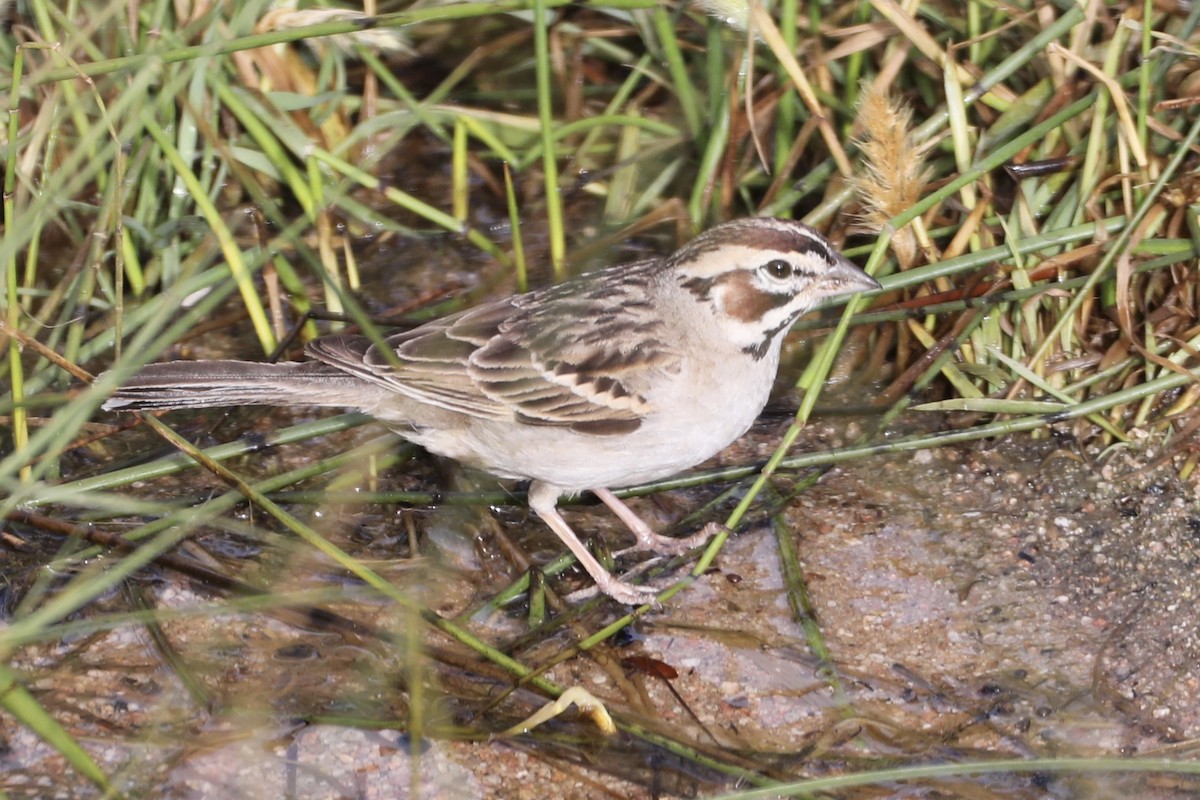 Lark Sparrow - ML579832111