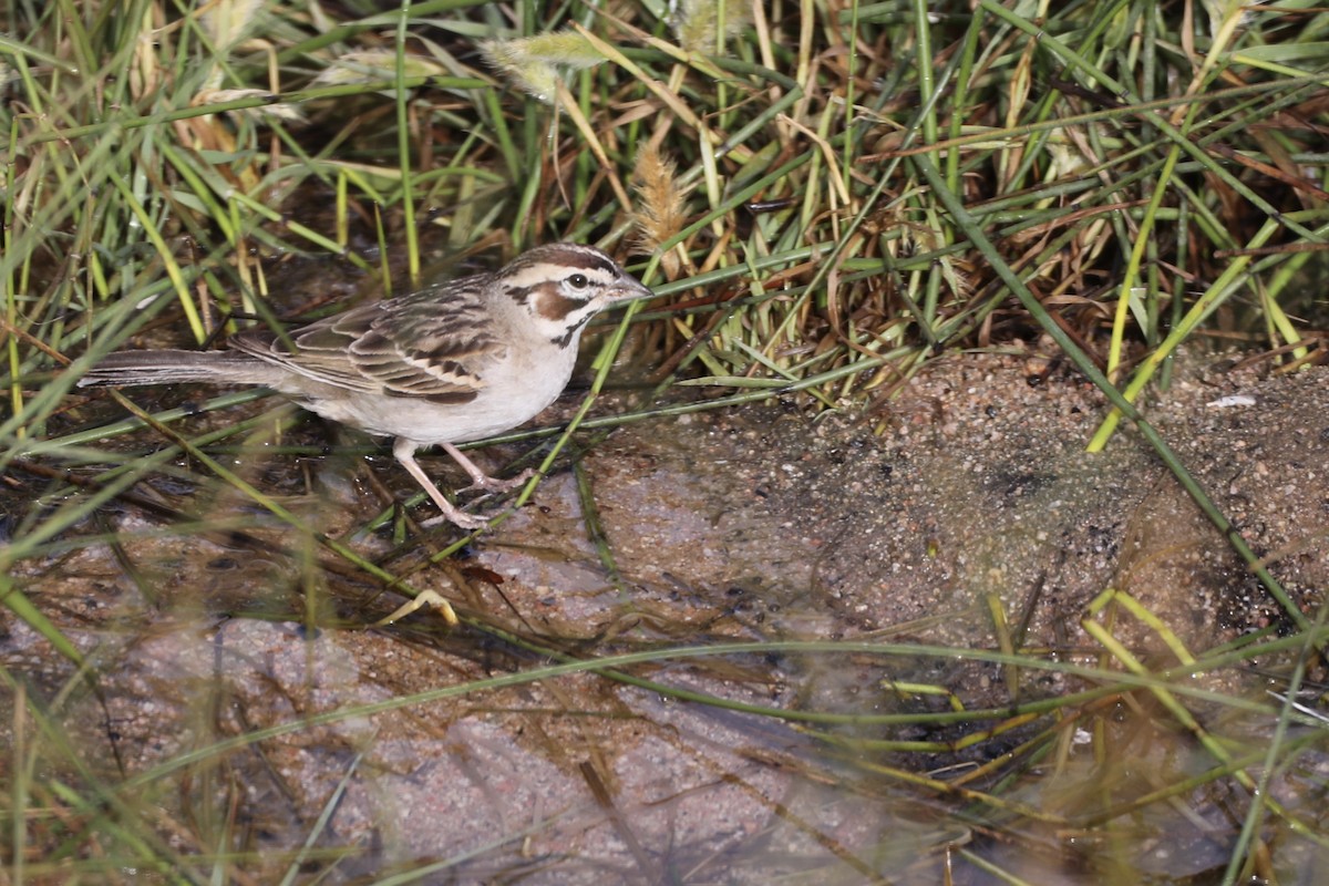 Lark Sparrow - ML579832121