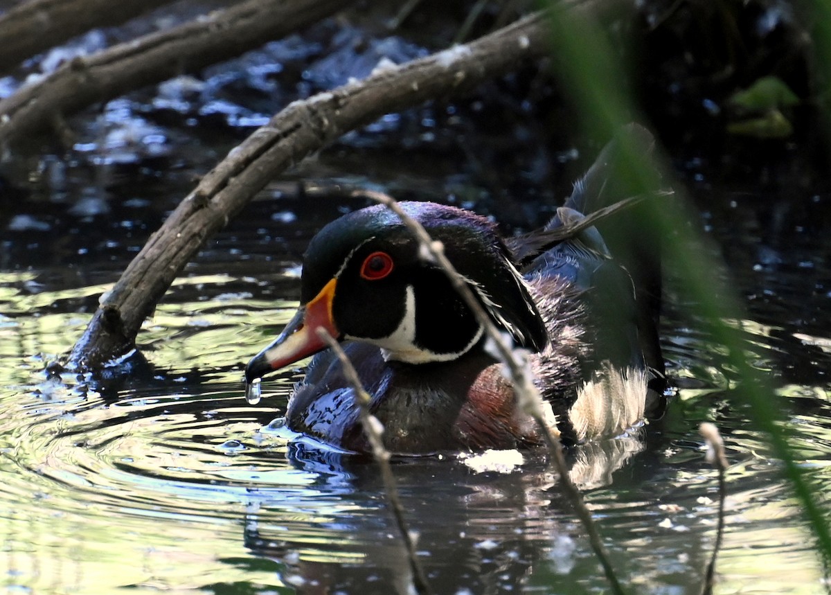 Wood Duck - ML579833181