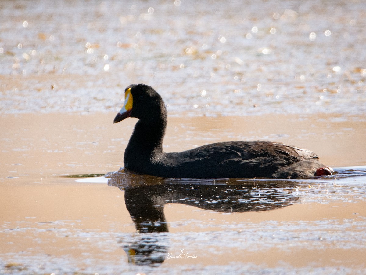 Giant Coot - ML579833221