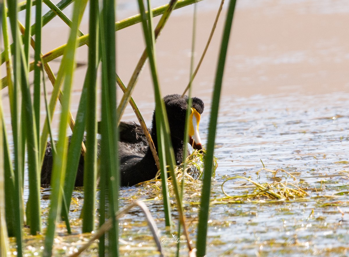 Giant Coot - ML579833231