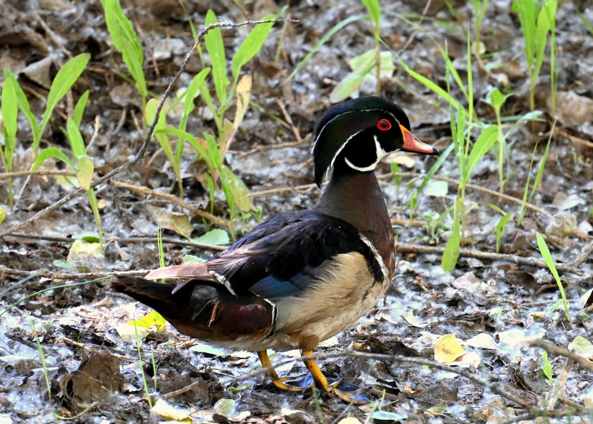 Wood Duck - ML579833261