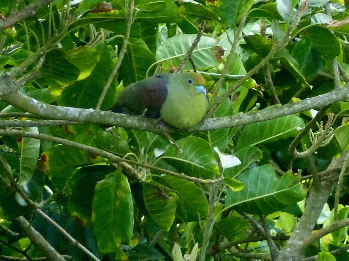 紅頭綠鳩(formosae/filipinus) - ML579833361