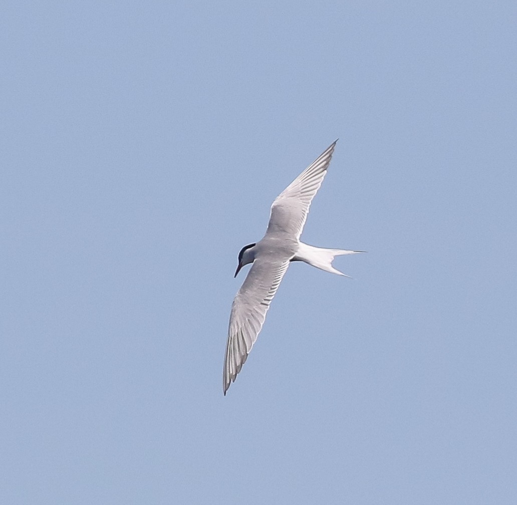Common Tern - ML579833521