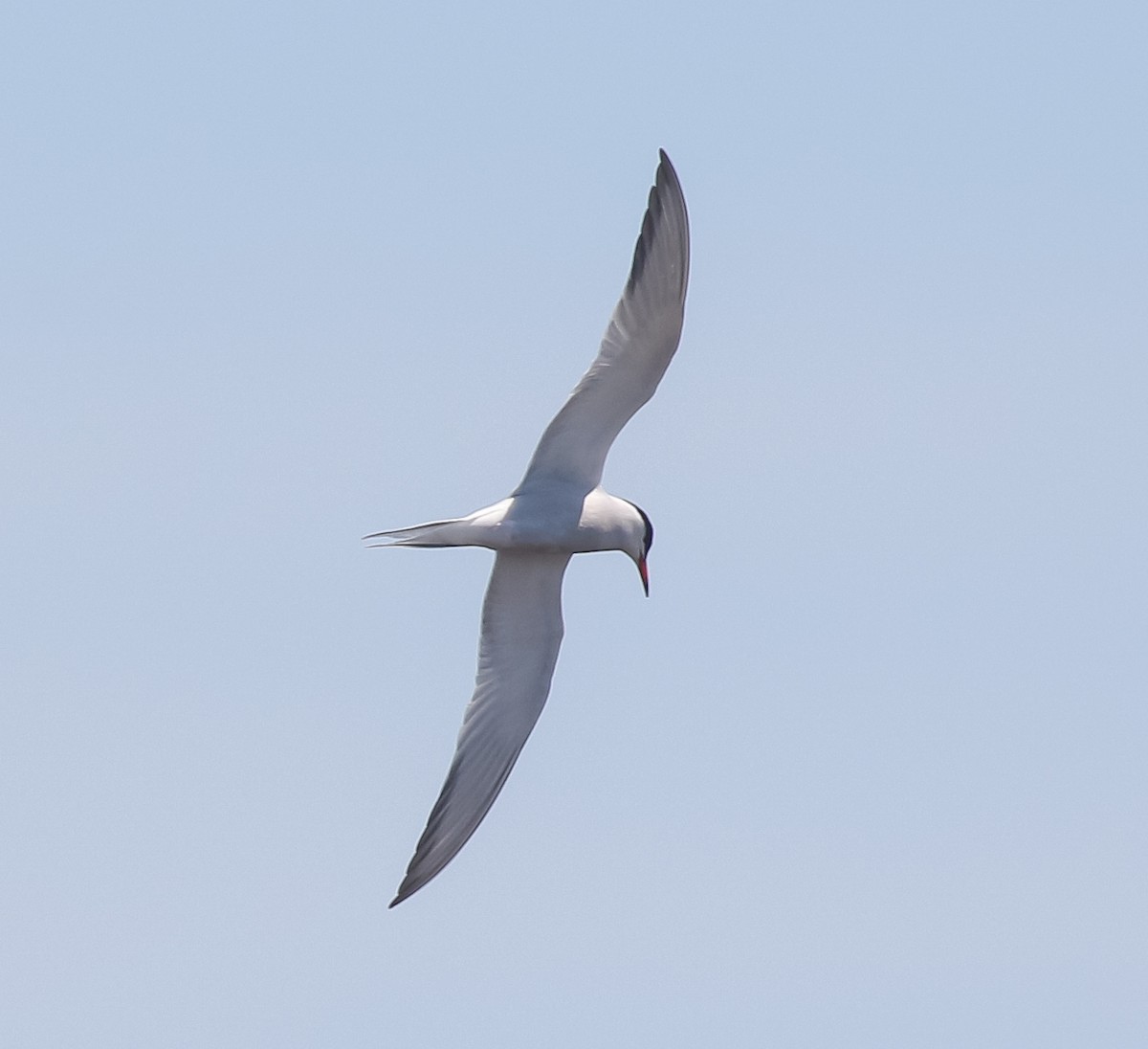 Common Tern - ML579833531