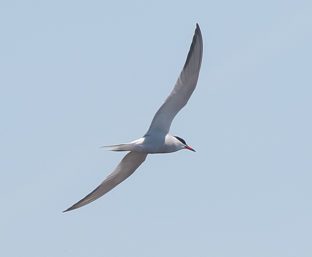 Common Tern - Skye Haas