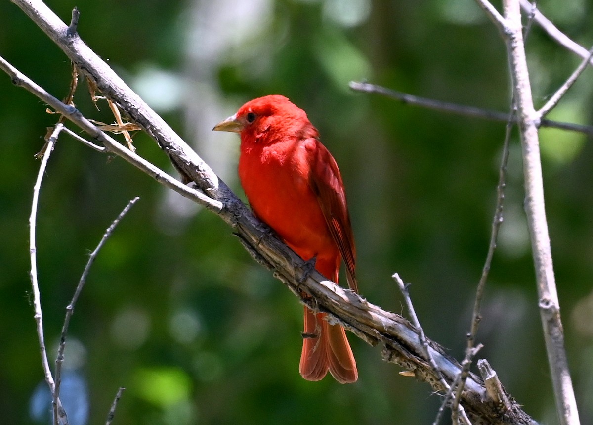 Piranga Roja - ML579833601