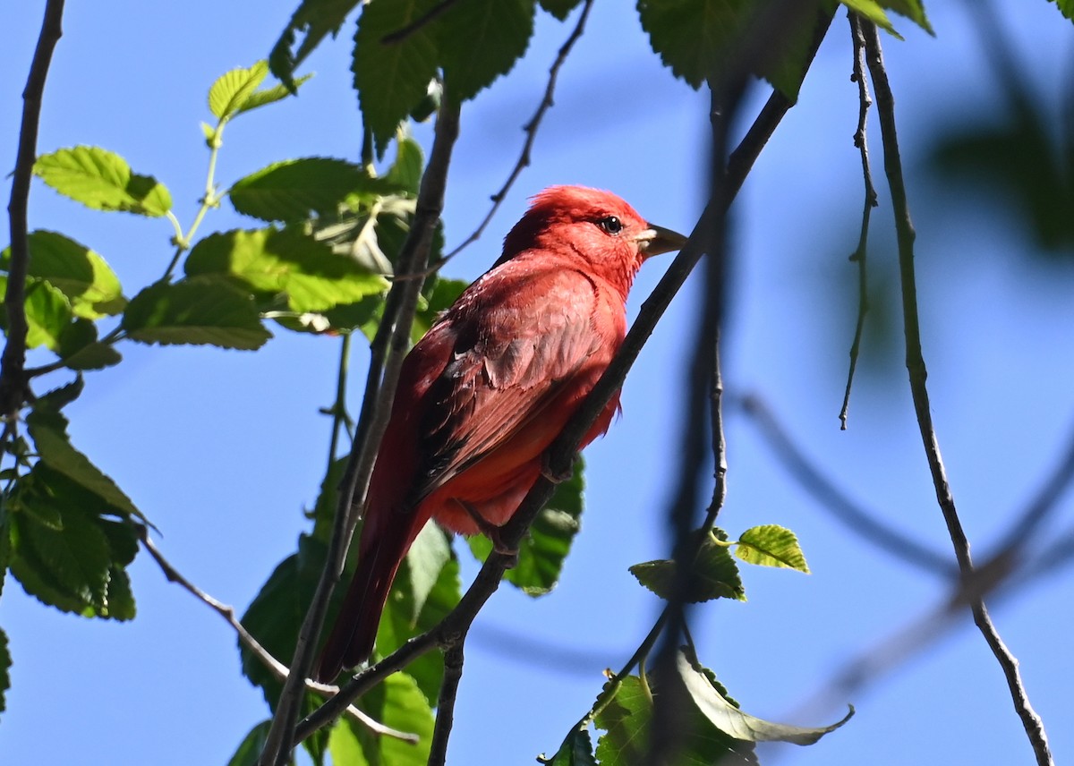 Summer Tanager - ML579833611