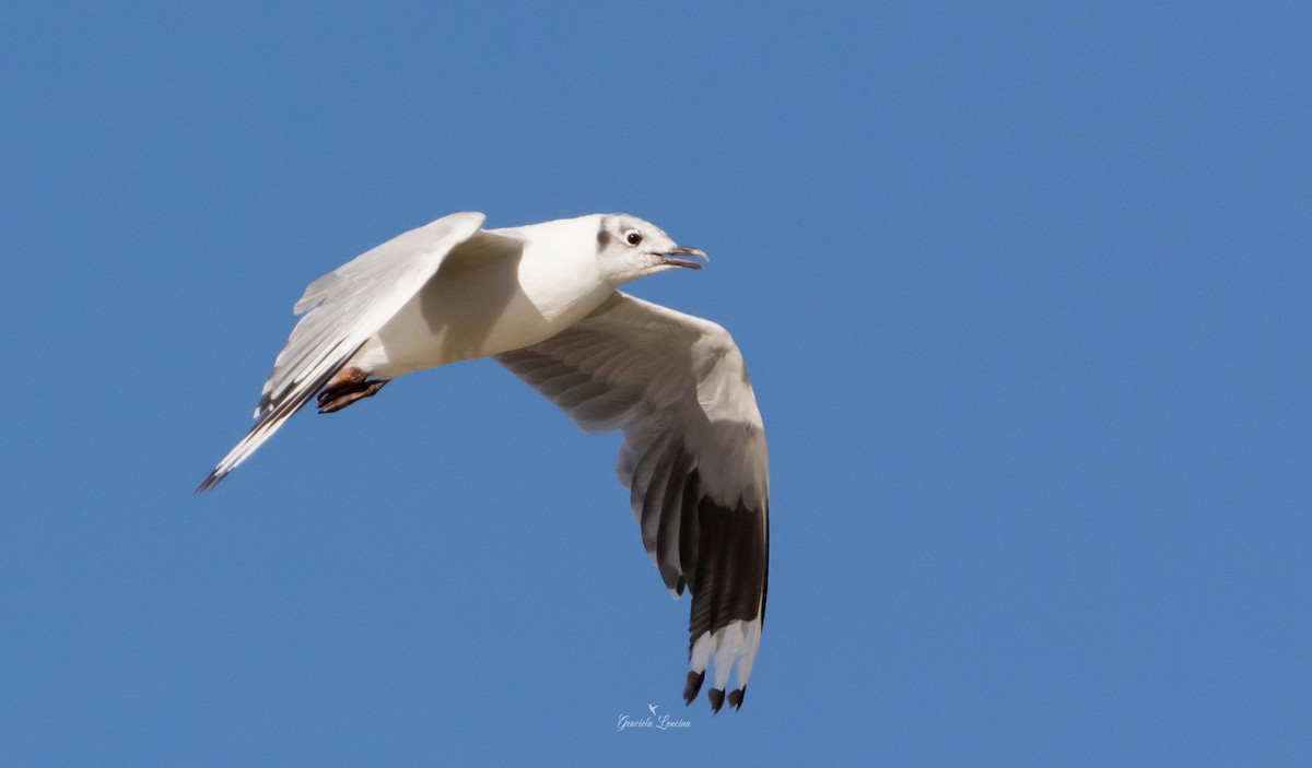 Andean Gull - ML579833761