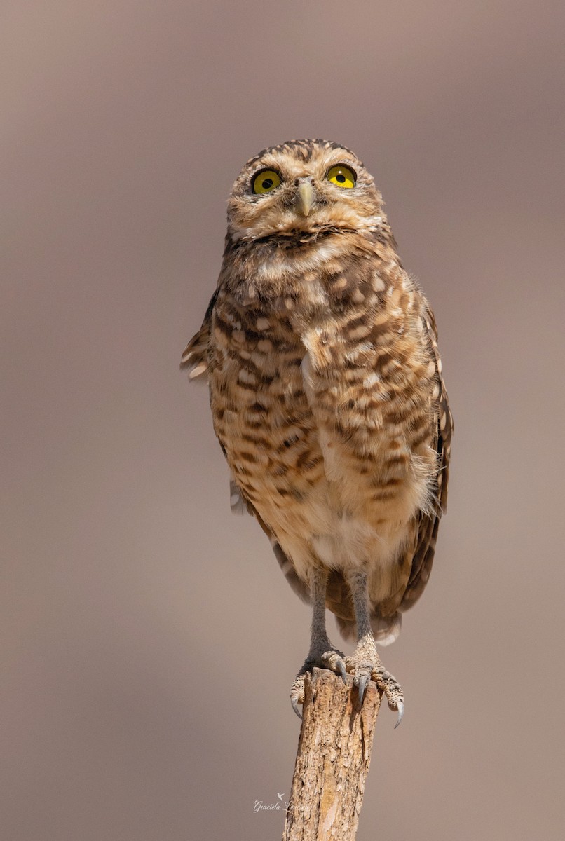 Burrowing Owl - ML579833971