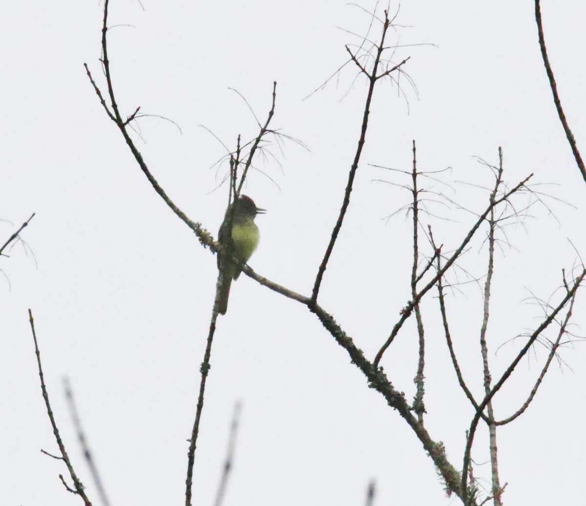 Eastern Phoebe - Jim Gant