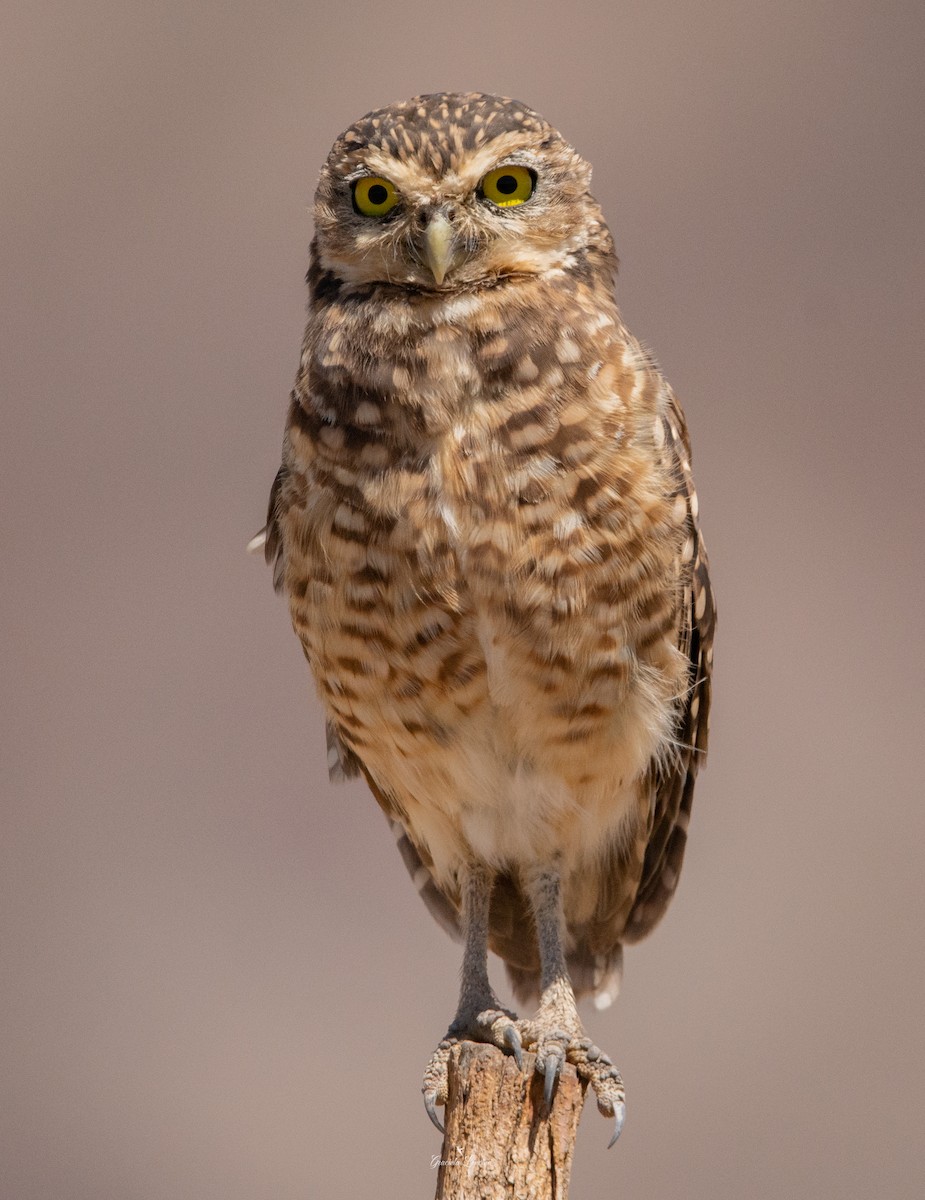 Burrowing Owl - ML579834331