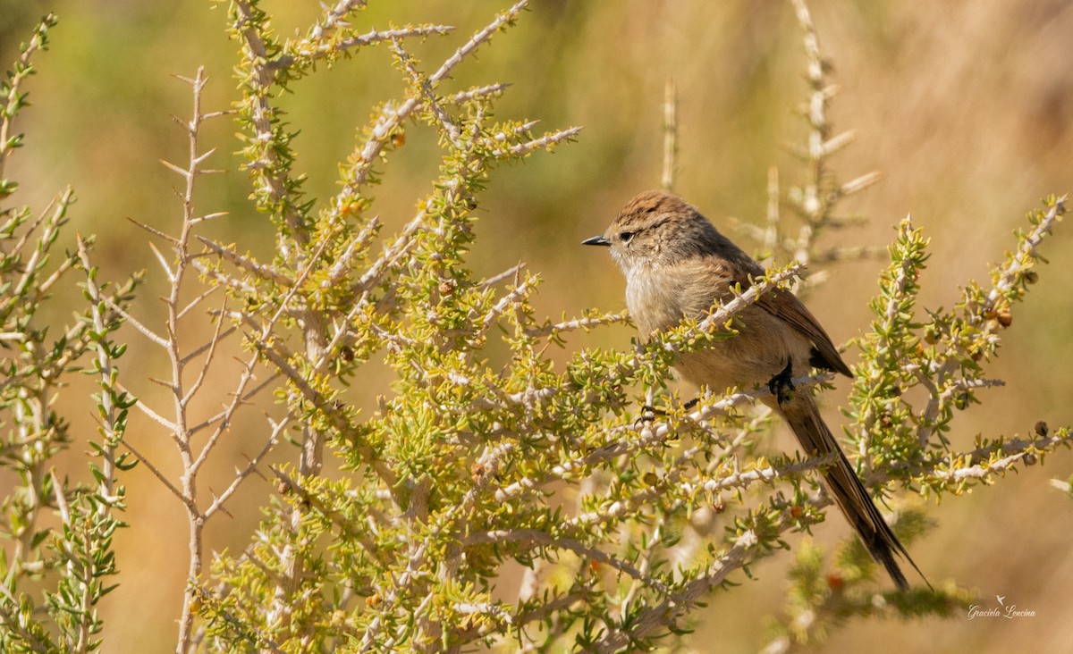 Plain-mantled Tit-Spinetail - ML579834521