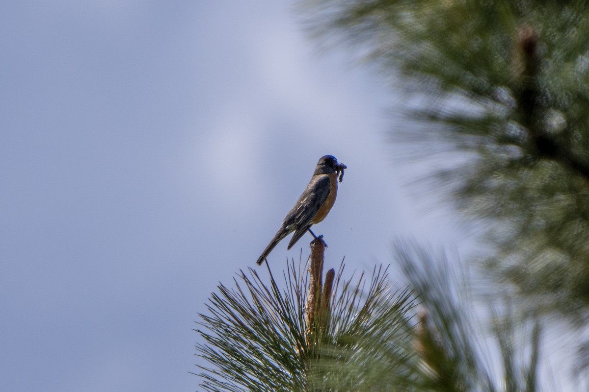 American Robin - ML579836471