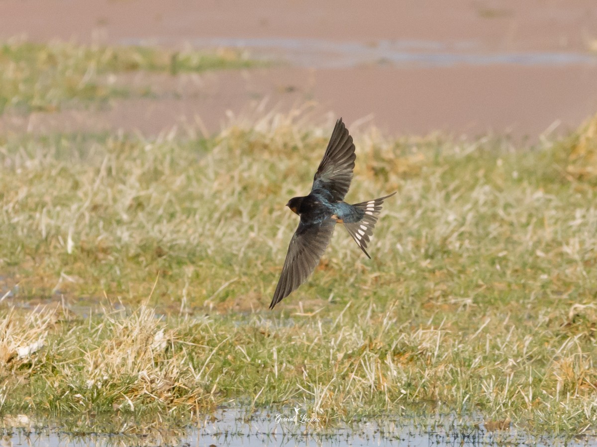 Barn Swallow - ML579836661