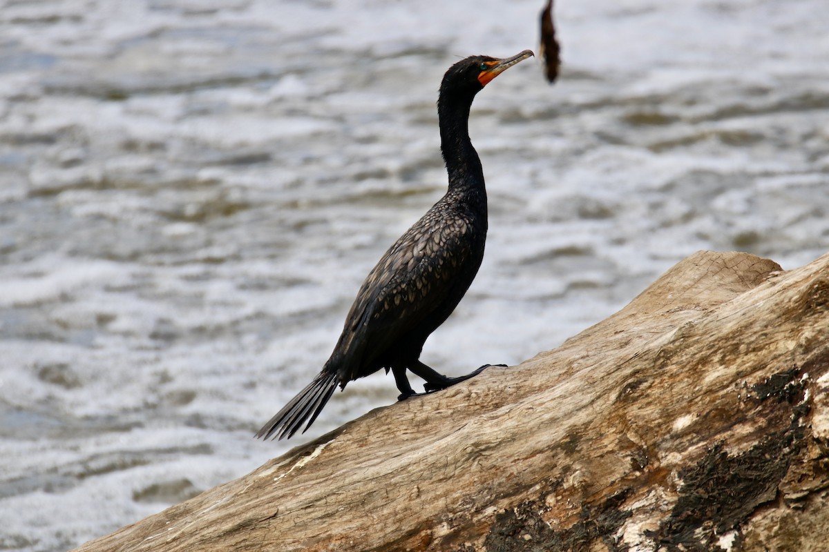 Cormorán Orejudo - ML579839271