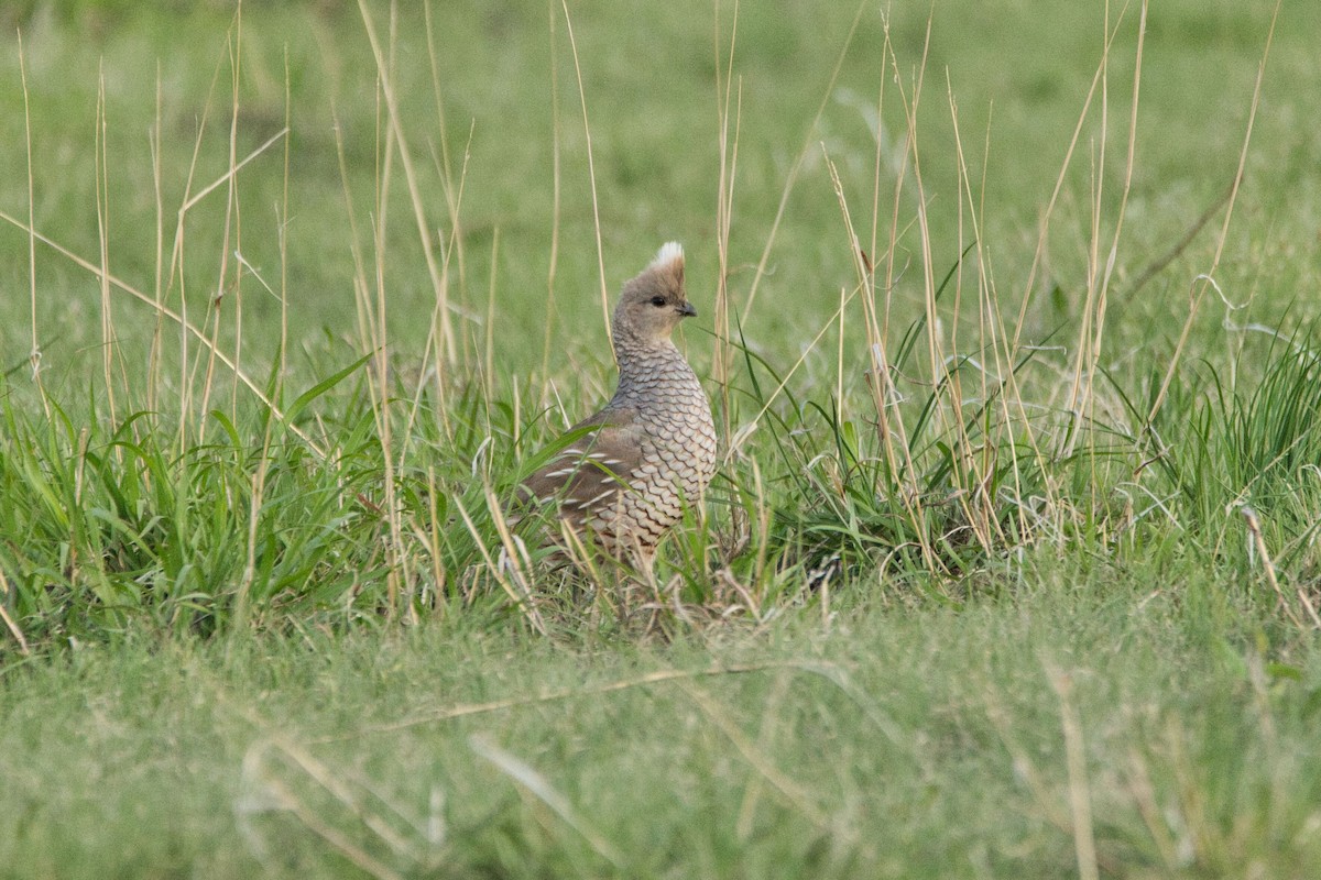 Scaled Quail - ML579839621