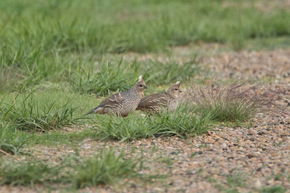 Scaled Quail - ML579839631