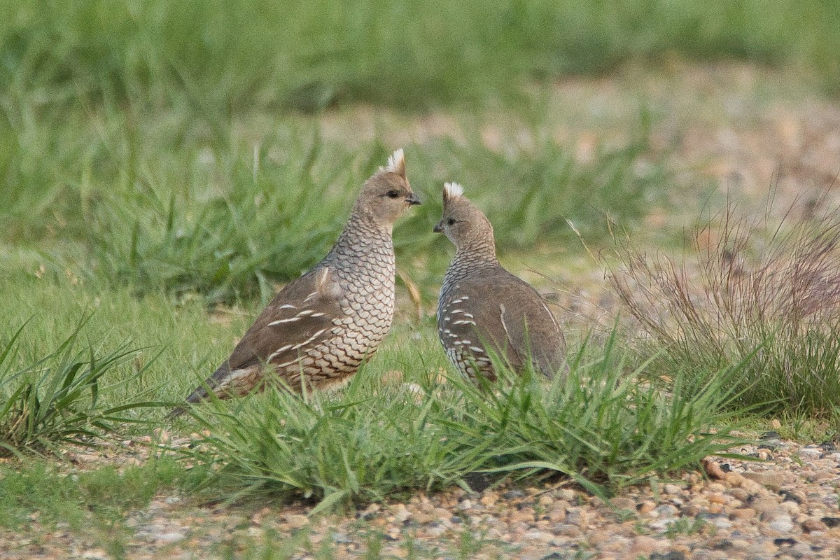 Scaled Quail - ML579839641