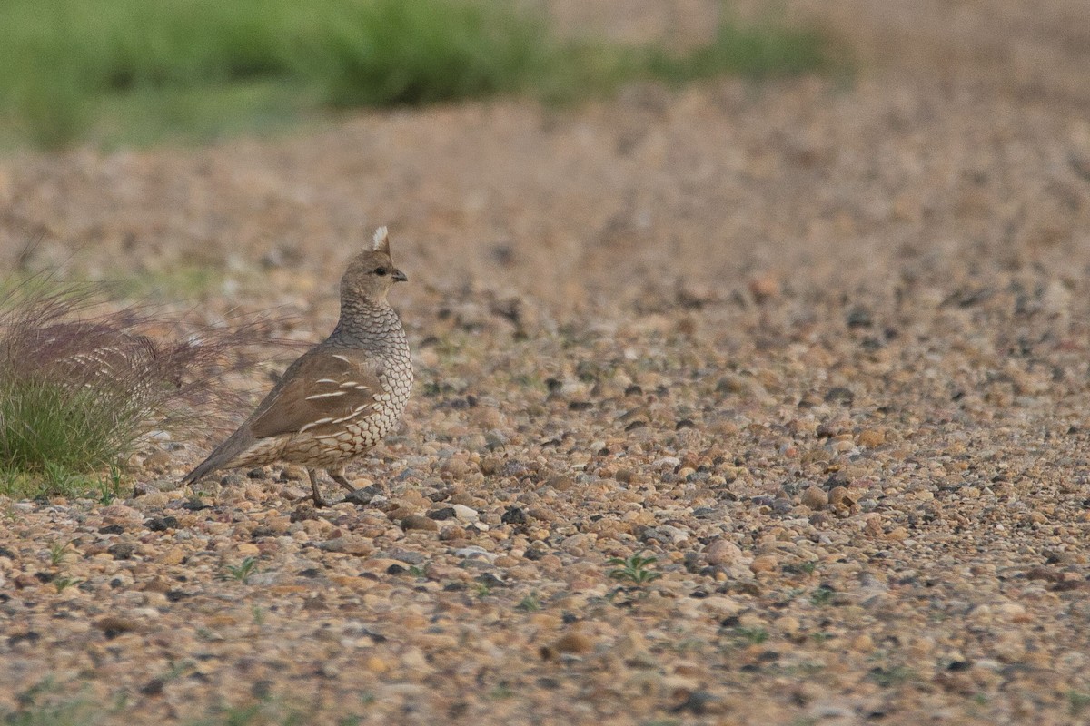 Scaled Quail - Cole Penning