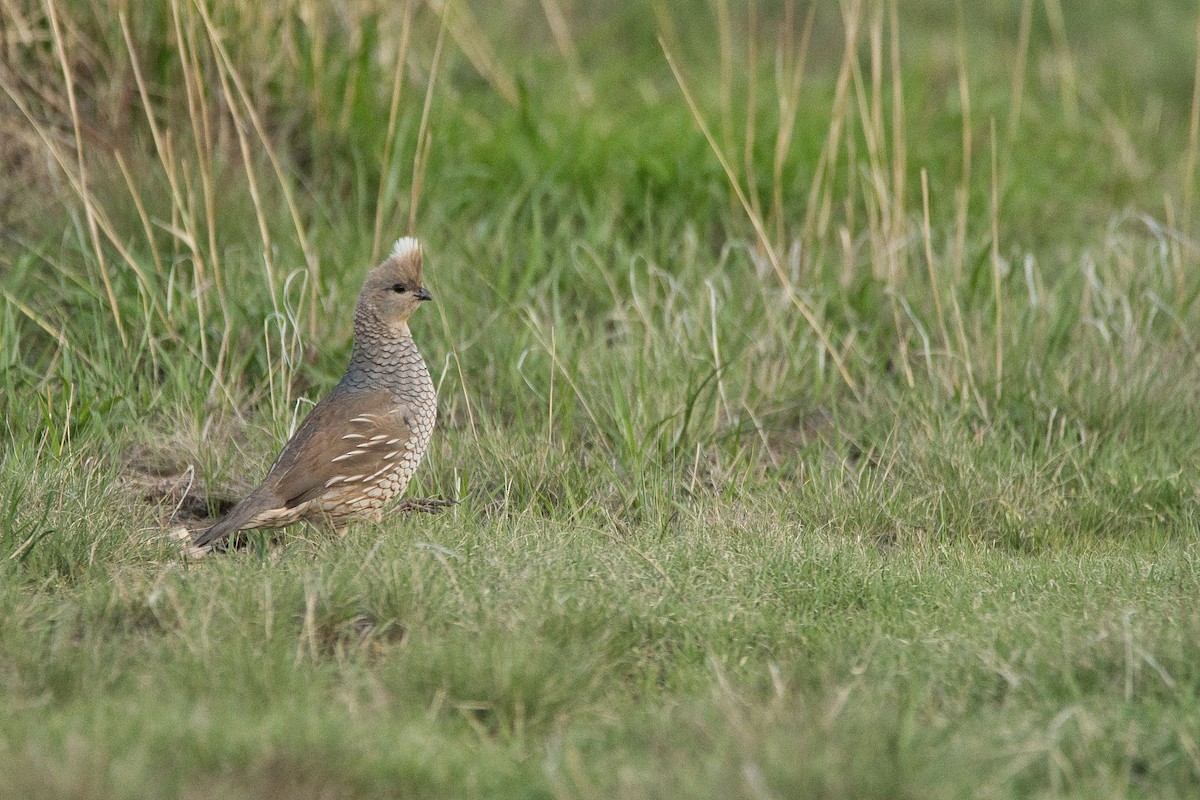 Scaled Quail - Cole Penning