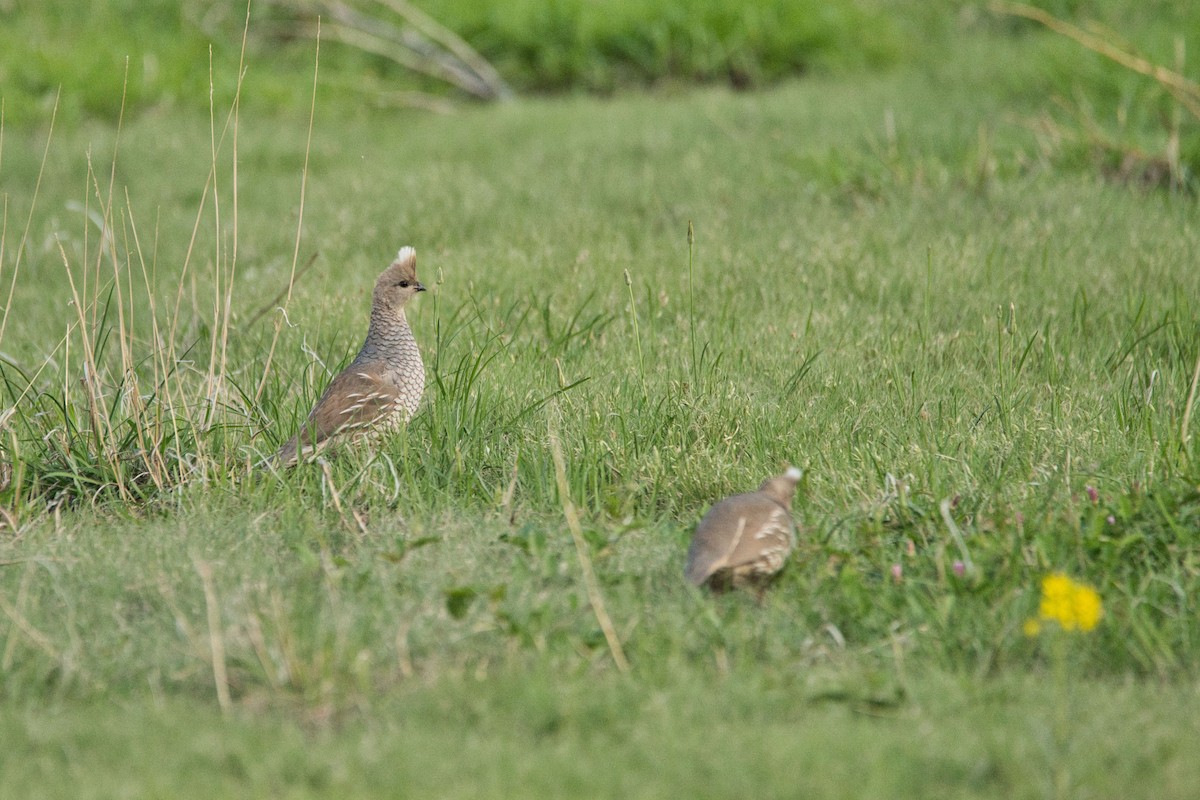 Scaled Quail - ML579839711