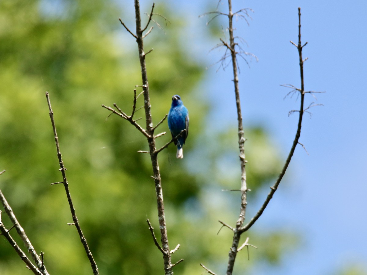 Indigo Bunting - ML579839831