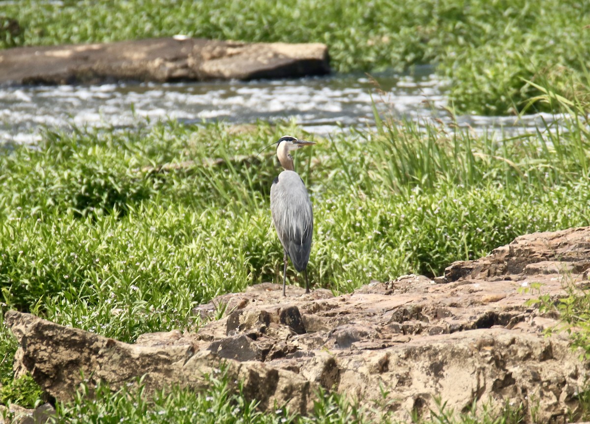 Great Blue Heron - ML579841021