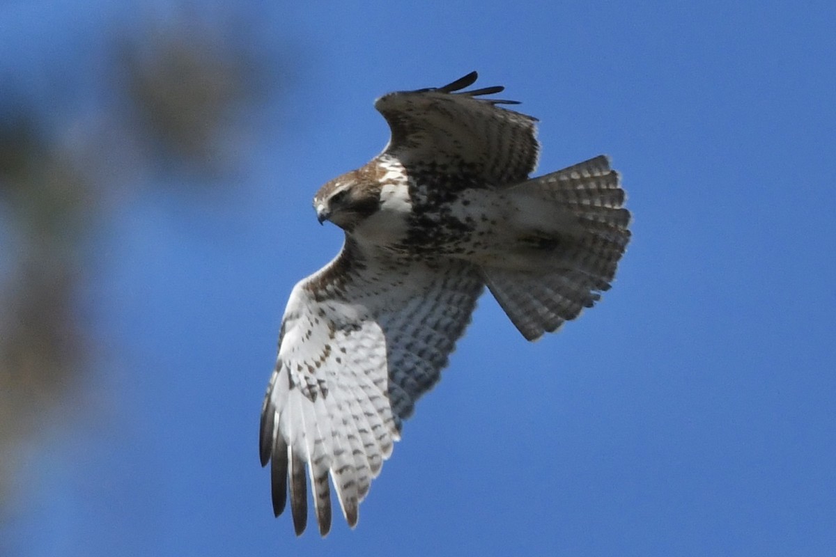 Red-tailed Hawk - ML579841401