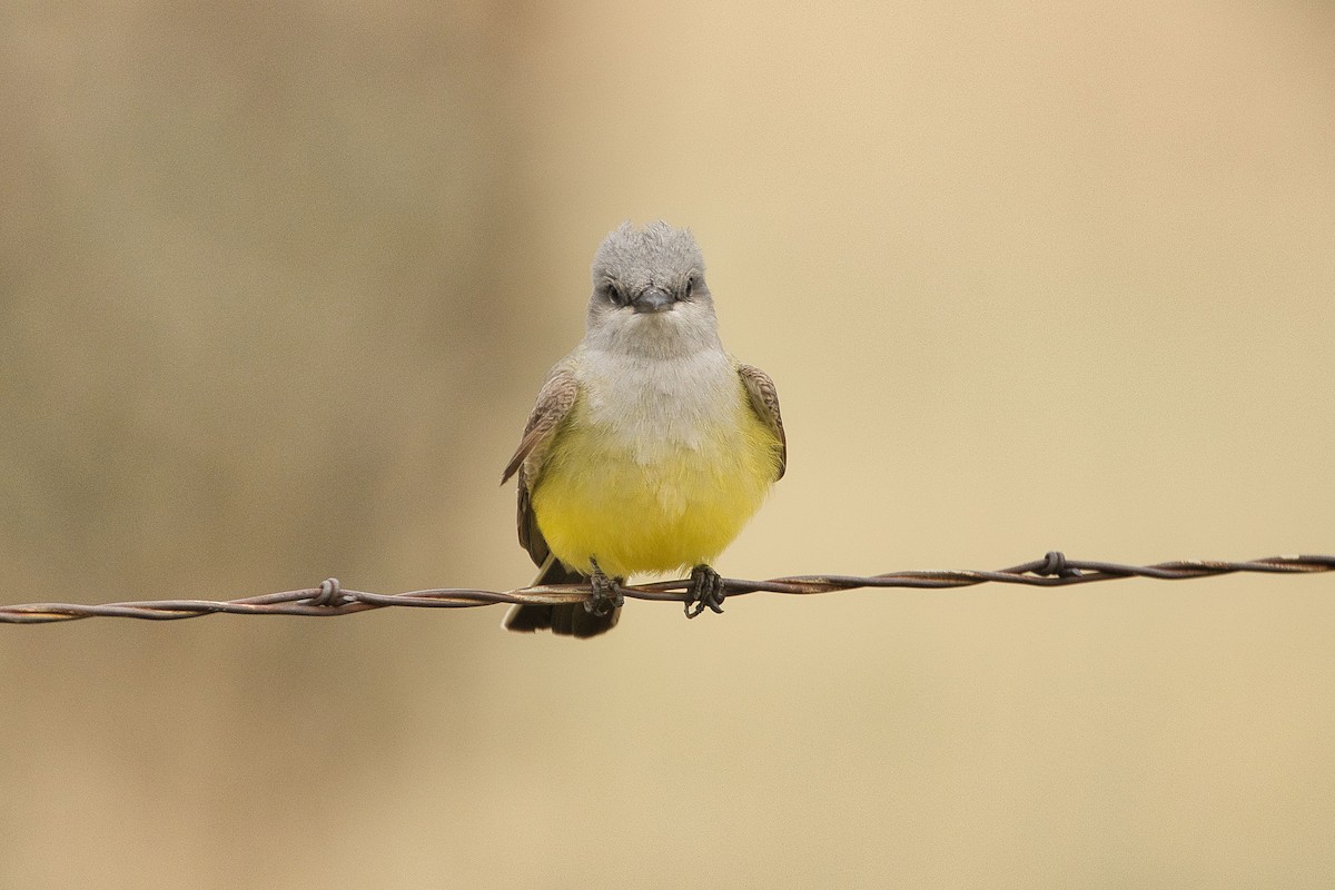 Western Kingbird - ML579841531