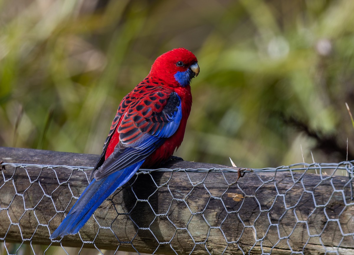 Crimson Rosella - Geoff Dennis