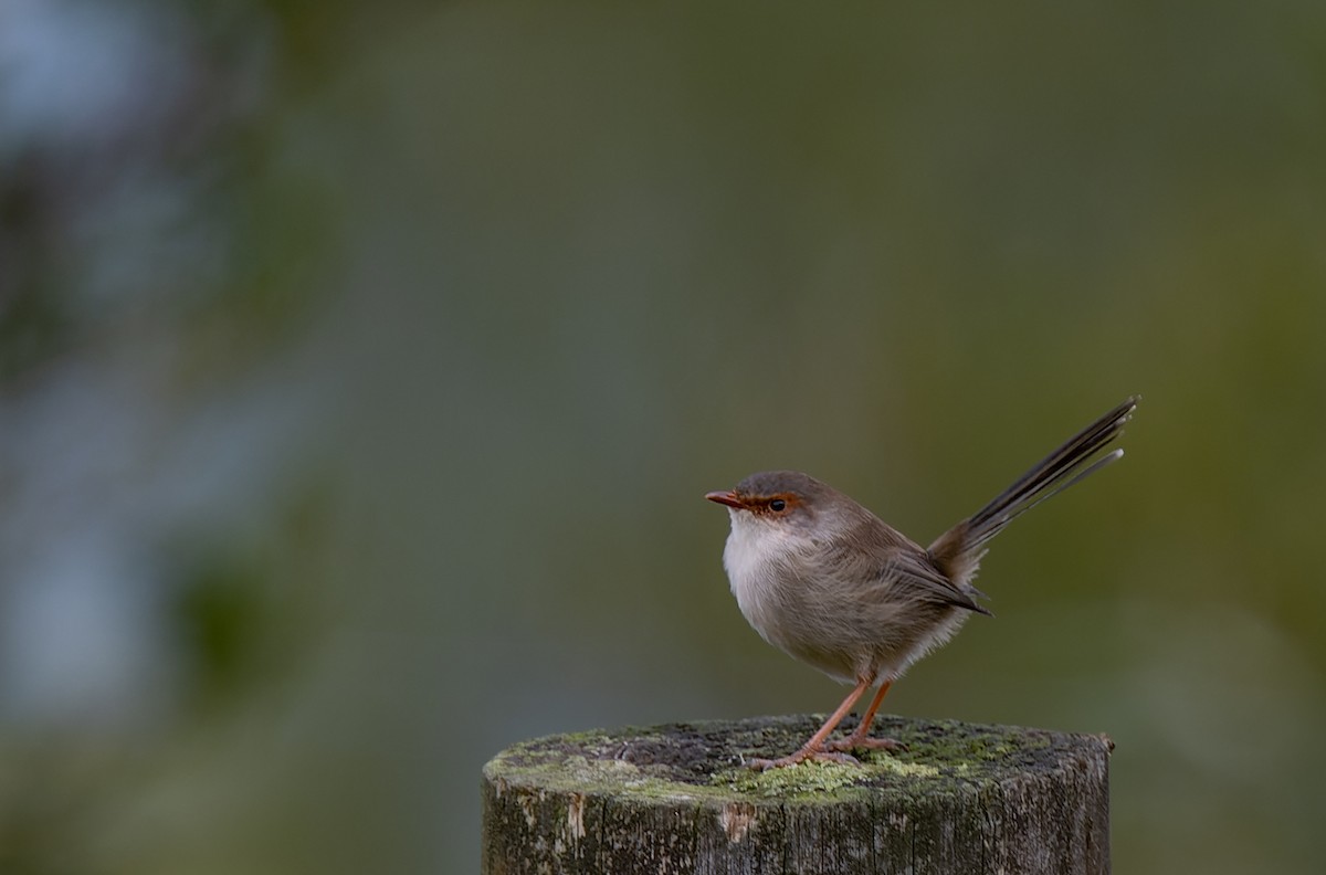 Superb Fairywren - Geoff Dennis