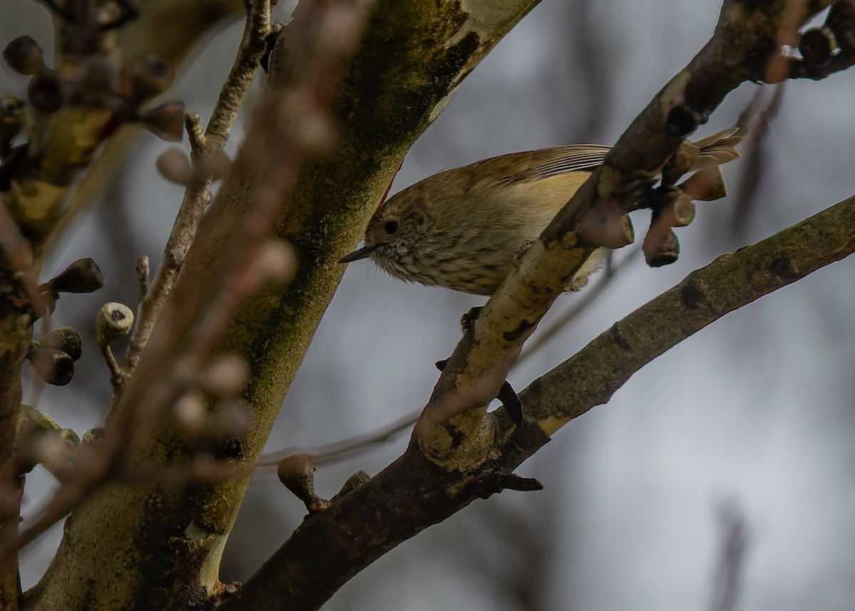 Brown Thornbill - Geoff Dennis