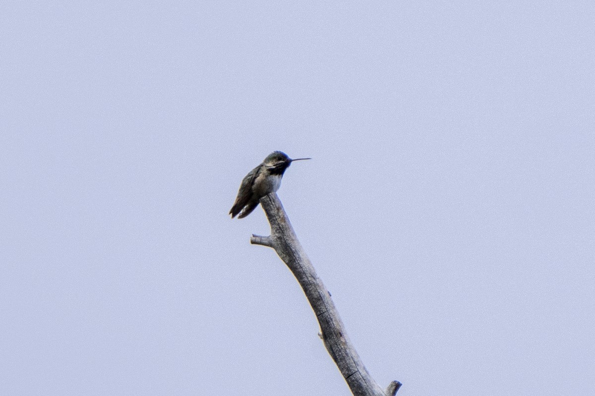 Calliope Hummingbird - Steven Hunter