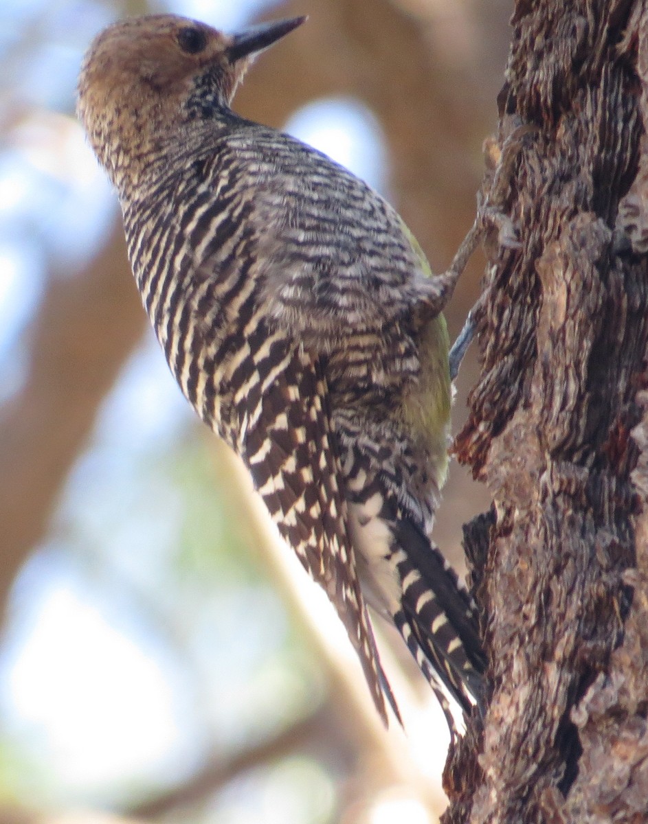 Williamson's Sapsucker - ML57984361