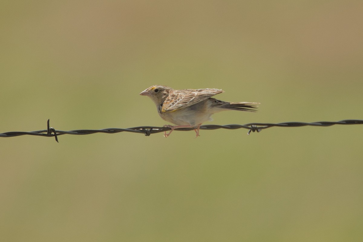 Grasshopper Sparrow - Cole Penning