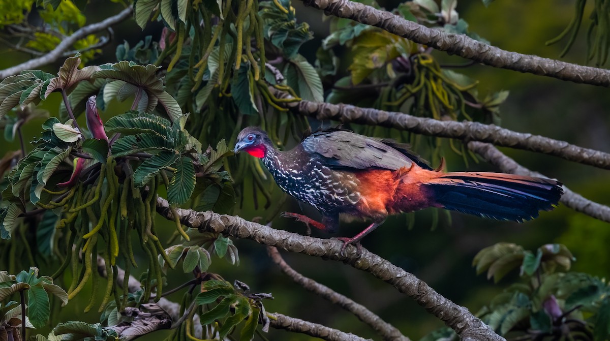 Crested Guan - Jim Merritt